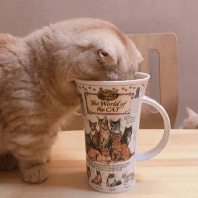 苏瓷:可爱宠物头像（微信 卡哇伊 可爱 个性 猫咪）