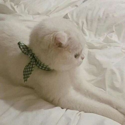 苏瓷:可爱宠物头像（微信 卡哇伊 可爱 个性 猫咪）