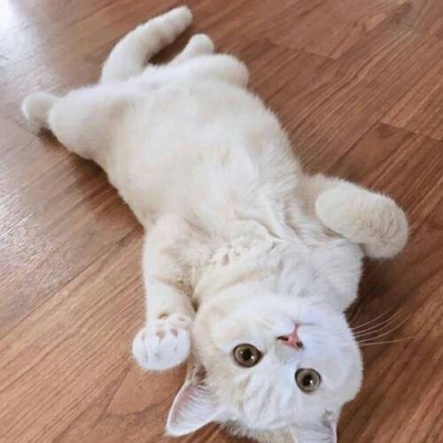 苏瓷:可爱宠物头像（微信 卡哇伊 可爱 个性 猫咪）