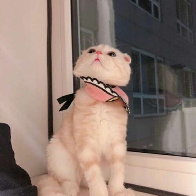 苏瓷:可爱宠物头像（微信 卡哇伊 可爱 个性 猫咪）