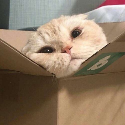 苏瓷:可爱宠物头像（微信 卡哇伊 可爱 个性 猫咪）
