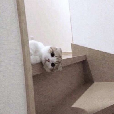 苏瓷:可爱宠物头像（微信 卡哇伊 可爱 个性 猫咪）