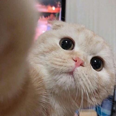 苏瓷:可爱宠物头像（微信 卡哇伊 可爱 个性 猫咪）