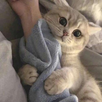 苏瓷:可爱宠物头像（微信 卡哇伊 可爱 个性 猫咪）