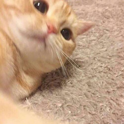 苏瓷:可爱宠物头像（微信 卡哇伊 可爱 个性 猫咪）