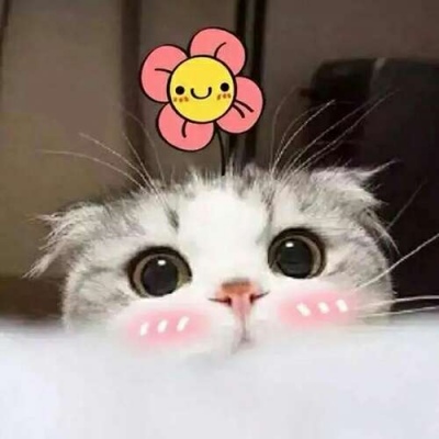 苏瓷:可爱宠物头像（微信 卡哇伊 可爱 个性 猫咪）