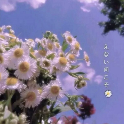 白灏宇:风景静物头像/唯美/花朵/爱自己是终身浪漫的开始