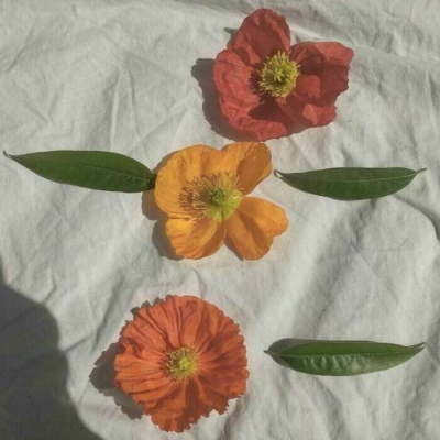 白灏宇:风景静物头像/唯美/花朵/爱自己是终身浪漫的开始