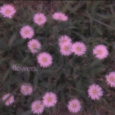 白灏宇:风景静物头像/唯美/花朵/爱自己是终身浪漫的开始