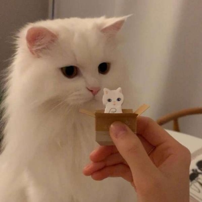 猫咪|可可爱爱没有脑袋 开开心心不动脑筋