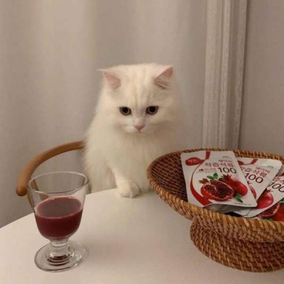 猫咪|可可爱爱没有脑袋 开开心心不动脑筋