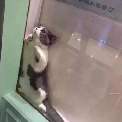 萌宠头像