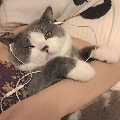 苏瓷:可爱猫咪头像（宠物 可爱 猫咪 个性 唯美）