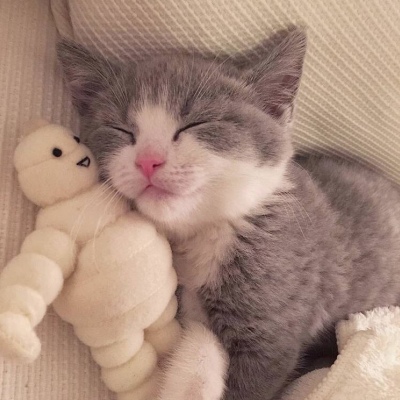 苏瓷:可爱猫咪头像（宠物 可爱 猫咪 个性 唯美）