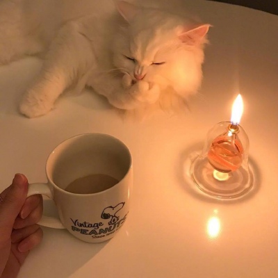 宅家的日子-猫咪背景图