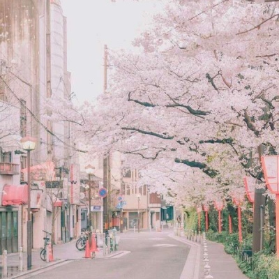 江孑 ins唯美粉色系樱花背景图