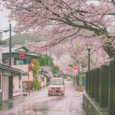江孑 ins唯美粉色系樱花背景图
