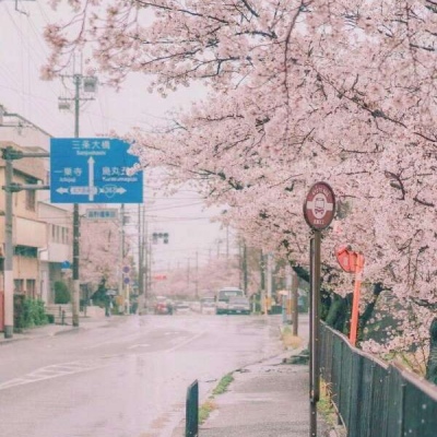 江孑 ins唯美粉色系樱花背景图