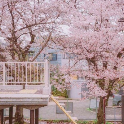 江孑 ins唯美粉色系樱花背景图