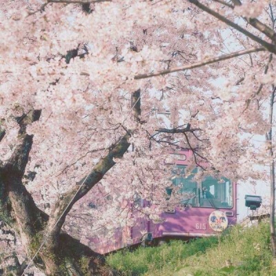 江孑 ins唯美粉色系樱花背景图
