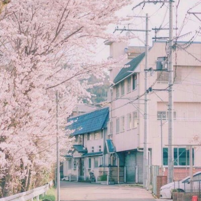 江孑 ins唯美粉色系樱花背景图