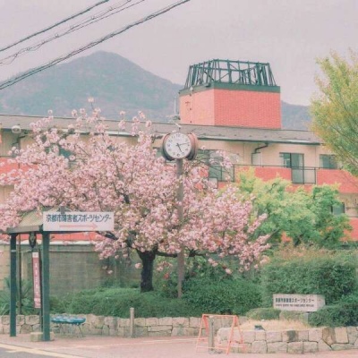 江孑 ins唯美粉色系樱花背景图