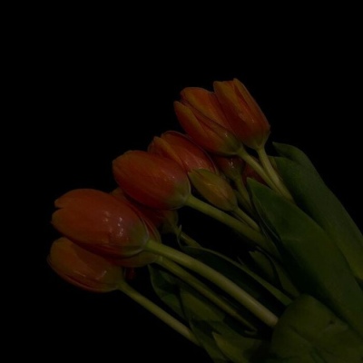 沈倦/白日春不渡 黑夜万梦星
