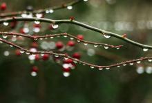 “一往情深深几许？深山夕照深秋雨”是什么意思？