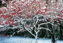 “冰雪林中著此身，不同桃李混芳尘”是什么意思？