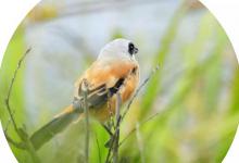 劳燕分飞中的劳燕指的是什么