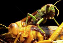 李世民真的生吞活吃过蝗虫?