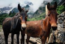 骡子为何不可以当战马用?根本原因是它有更大的作用！