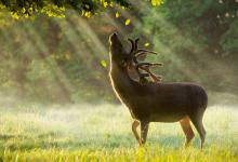 鹿肉为什么没有像猪牛羊肉那样成为人类的传统肉食呢?