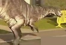 美国发现了一只活恐龙?真的假的?