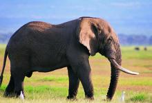 河南为什么叫豫?和大象又有什么关系?