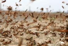 抓蝗虫的人比蝗虫还多是怎么回事?