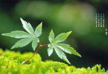 五辛盘有哪些蔬菜?古代立春后都会准备什么食材?