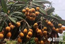 枇杷最早出现在哪里