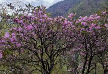 科学家重新发现被认为灭绝的枯鲁杜鹃?是什么样子的?