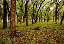 古人为什么在边关要塞种植榆树