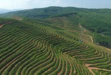 西双版纳农场为什么那么多外来人