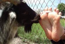 山羊刑是啥意思 是什么刑罚