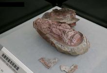 目前科学记录最完整的恐龙胚胎是什么样的 在哪里发现的