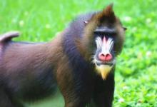 东北的大马猴子是什么