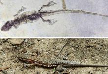 一亿年蜥蜴吃麻小是怎么回事?