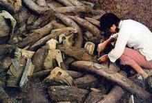 三星堆象牙怎么来的