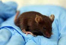 老鼠真的怕风油精吗