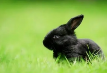 2023年黑兔年对什么生肖好