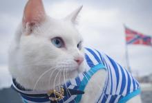 古代船上为什么要养一只猫