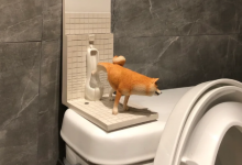 大便后擦屁股纸上有血是咋回事